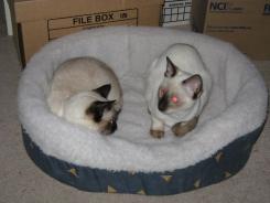 more kittens